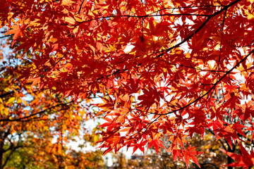 Autumn leaf colors of maple trees in Japan