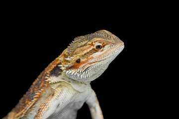 Bearded Dragon