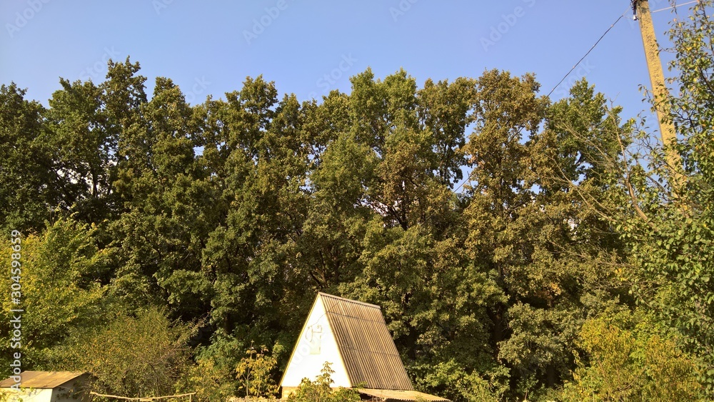 Canvas Prints summer time holiday in  Ukraine countryside