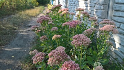 summer time holiday in  Ukraine countryside