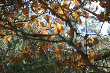 fall canopy, close up