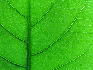 Fototapeta na wymiar Green banana leaf background