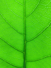 Green banana leaf background