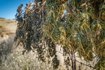 Marijuana plants being dried and harvested on a farm in  Southern Oregon.