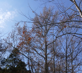 trees, bright November day