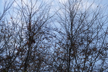 November ash trees