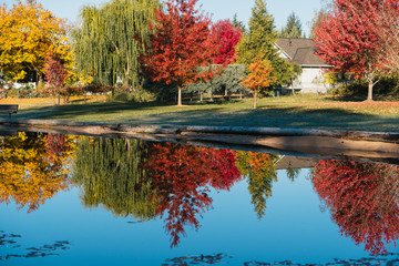 Obraz premium Beautiful fall leaves on an autumn morning in Southern Oregon