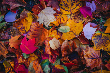 Beautiful fall leaves on an autumn morning in Southern Oregon