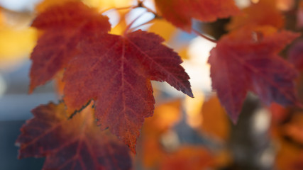 Naklejka na ściany i meble Beautiful fall leaves on an autumn morning in Southern Oregon