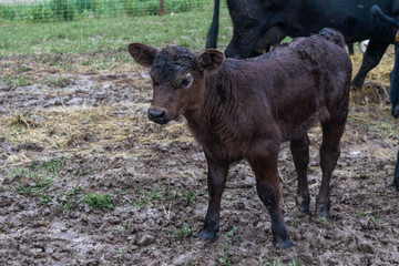 baby calf calves on farm black and white
