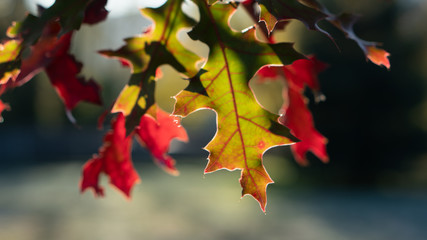 Beautiful autumn leaves on a sunlit fall morning in Southern Oregon