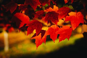 Colorful fall leaves on a beautiful autumn morning in Southern Oregon