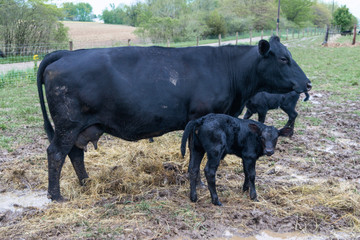 black cow calf calves mom and baby on farm in pasture