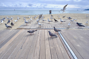 Scenic view of seagulls and doves on awesome sand beach near sea in Busan in South Korea. Beautiful...