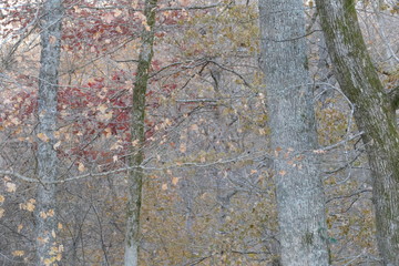 November color