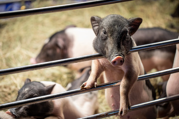 pigs in barn