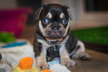 French Bulldog puppies who just opened their eyes for the first time.