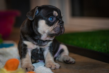French Bulldog puppies who just opened their eyes for the first time.