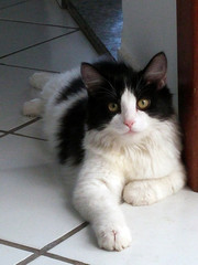 Bigode