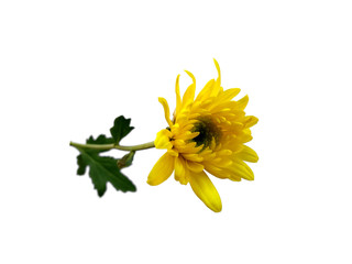 Gerbera or Dahlia flower for flower frame or other decoration. Yellow flower on white background. Seruni or Chrysanthemum flower isolated on white background.