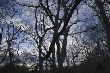 crooked trees at twilight