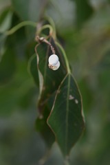 The Chinese tallow tree seeds / Chinese tallow tree (Triadica sebifera) are deciduous trees with beautiful autumn leaves and white seeds.