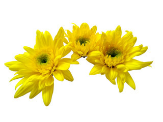 Gerbera or Dahlia flower for flower frame or other decoration. Yellow flower on white background. Seruni or Chrysanthemum flower isolated on white background.