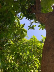 forest in Bangkok 