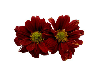 Gerbera or Dahlia flower for flower frame or other decoration. Red flower on white background....