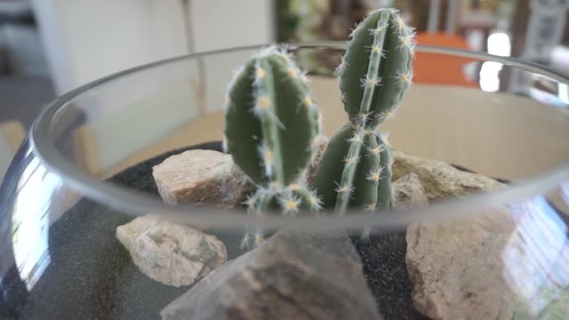 A plant cactus in a bole on the dining table