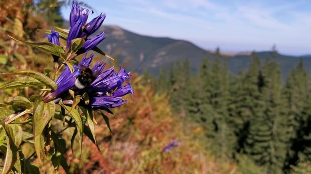 Flying Bee on Flower in Mountains.