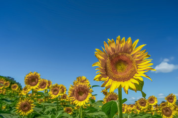 ヒマワリの花　Sunflowe　