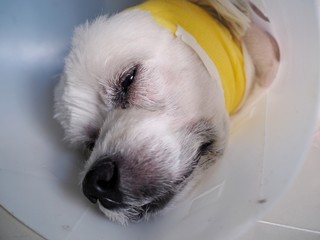 Old dogs have surgical wounds on the ears. And have bandage on the head. Pet sickness Treated by...