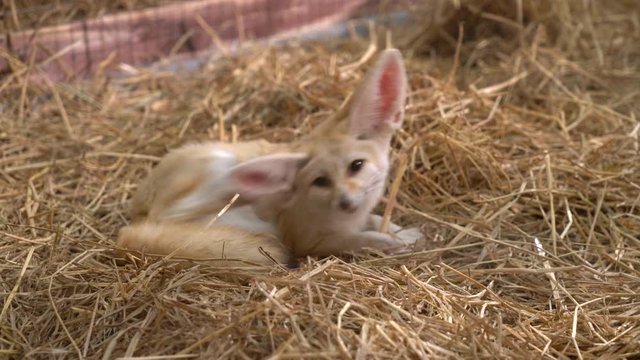 Fennec fox or Desert fox