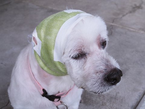 sick dog has a wound on the head. Veterinarians use bandages to treat and prevent pathogens.