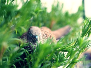 Obraz premium Java dove bird, pigeon bird nesting rest on small tree