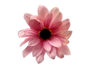Gerbera or Dahlia flower for flower frame or other decoration. Pink flower on white background. Seruni or Chrysanthemum flower isolated on white background.