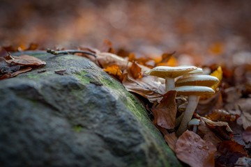 Autumn forest floor with rock and mushrooms