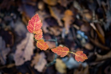 Autumn forest floor bokeh with young tree