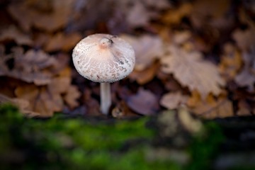 Autumn forest floor bokeh with mushroom