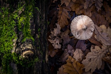 Autumn forest floor with leaves and mushroom
