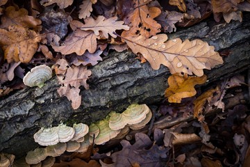 Autumn forest floor textures