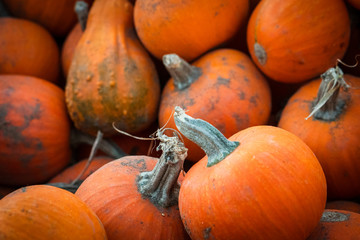Harvested pumpkins on an autumn evening at a pumpkin patch in  Southern Oregon