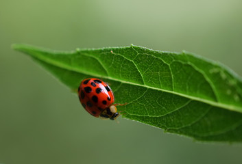 Ladybug on Leaf, Close-Up