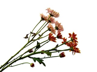 Gerbera or Dahlia flower for flower frame or other decoration. Seruni or Chrysanthemum flower isolated on white background.