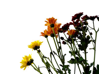 Gerbera or Dahlia flower for flower frame or other decoration. Seruni or Chrysanthemum flower isolated on white background.