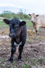 cow and calf on farm mom and baby black and cream