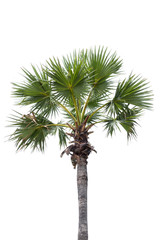 Isolated sugar plam trees on white background.