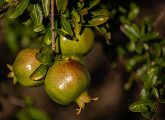 Green pomegranates closeup, on blurred background