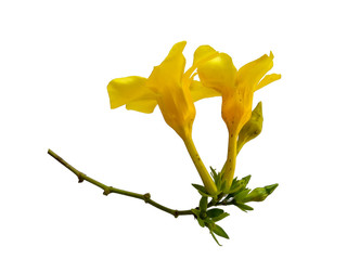 Yellow flower for flower frame or other decoration. Allamanda cathartica flower isolated on white background.